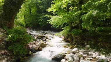 Bereketli boynuz demeti ormanlarından akan nehrin görüntüsü. Temiz su kaynağı, berrak sular.