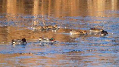 Vahşi yaşam, kuşlar. Garganey (Spatula querquedula), ördek türü, sulak alanlarda yaşar ve bitkiler ve böceklerle beslenir..