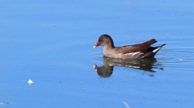 Vahşi Yaşam Kuşları. Bütün göllerde ve göllerde yaşayan, kıyıları sazlıklarla kaplanmış, tatlı suyla dolu, sıradan bir bozkır tavuğu. Çeşitli su bitkileri, bitki tohumları, meyveler ve çeşitli böceklerle beslenirler..