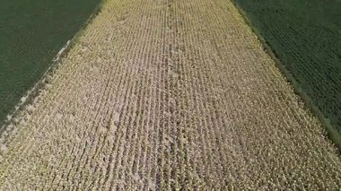 Pamuk ve ayçiçeği tarlalarının insansız hava aracı görüntüleri simetrik bir görüntü oluşturuyor..