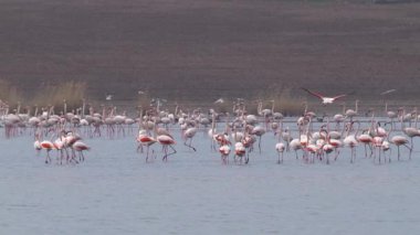 Vahşi yaşam, kuşlar. Flamingolar göllerde, tuz göllerinde veya durgun sulara sahip göllerde büyük gruplar halinde yaşarlar. Genellikle yengeç, karides ve yosun gibi eklembacaklılarla beslenirler..