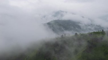 Yeşil çay bahçeleri ve yeşil çay bahçeleri üzerindeki dans eden bulutlar, Karadeniz 'deki Rize ilinin en önemli geçim kaynağıdır..