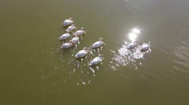Vahşi yaşam, kuşlar. Büyük beyaz pelikan (Pelecanus onocrotalus) balık zengini taze lagünlerde, bataklıklarda ve sığ deniz kıyılarında koloniler halinde yaşar ve yuva yapar. Genellikle balık ve amfibilerle beslenirler..