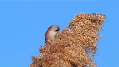 Vahşi yaşam, kuşlar. Sakallı sazlarla (Panurus biarmicus) kuşlar, böcekler ve sulak alanlarda yaşayan sazlıklar ile beslenirler..