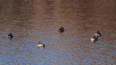 Vahşi yaşam, kuşlar. Aythya ferina, ördekgiller (Felidae) familyasından bir kuş türü. Göllerde ve diğer kapalı sularda yaşarlar, denizlerde de görülürler. Su bitkilerinin yaprakları, sapları ve kökleriyle beslenir..