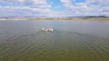 Vahşi yaşam, kuşlar. Büyük beyaz pelikan (Pelecanus onocrotalus) balık zengini taze lagünlerde, bataklıklarda ve sığ deniz kıyılarında koloniler halinde yaşar ve yuva yapar. Genellikle balık ve amfibilerle beslenirler..