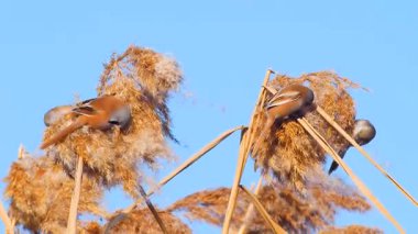 Vahşi yaşam, kuşlar. Sakallı sazlarla (Panurus biarmicus) kuşlar, böcekler ve sulak alanlarda yaşayan sazlıklar ile beslenirler..