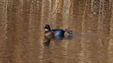 Vahşi yaşam, kuşlar. Aythya ferina, ördekgiller (Felidae) familyasından bir kuş türü. Göllerde ve diğer kapalı sularda yaşarlar, denizlerde de görülürler. Su bitkilerinin yaprakları, sapları ve kökleriyle beslenir..