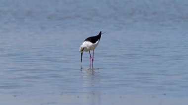 Vahşi yaşam, kuşlar. Kara kanatlı stilt (Himantopus himantopus) tatlı su bölgelerinde, göl kenarlarında ve deniz kıyısında yaşarlar. Böceklerle, kabuklularla, küçük balıklarla ve yumurtalarla beslenirler..