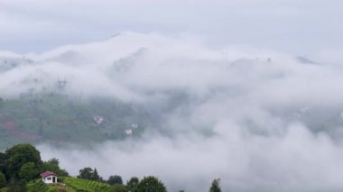 Yeşil çay bahçeleri ve yeşil çay bahçeleri üzerindeki dans eden bulutlar, Karadeniz 'deki Rize ilinin en önemli geçim kaynağıdır..