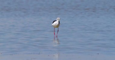 Vahşi yaşam, kuşlar. Kara kanatlı stilt (Himantopus himantopus) tatlı su bölgelerinde, göl kenarlarında ve deniz kıyısında yaşarlar. Böceklerle, kabuklularla, küçük balıklarla ve yumurtalarla beslenirler..