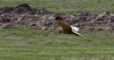 Bataklıktaki avcı bataklık kuşu Harrier, göllerdeki ve havuzlardaki sazlık bataklıklarda yaşar. Balık, böcek ve kurbağa gibi hayvanlarla beslenir..
