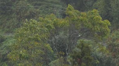 Yağmur ormanlarında şiddetli fırtına ve yağmurun görüntüsü.