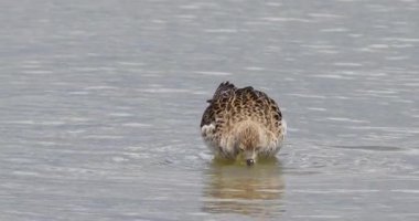 Vahşi yaşam, kuşlar. Ruff, tatlı su bataklıkları, nemli çayırlar, sığ su kıyıları onların yaşam alanları. Böcekler, sinekler, kabuklular, örümcekler, solucanlar, küçük balıklar besin zincirini oluşturur..