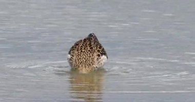 Vahşi yaşam, kuşlar. Ruff, tatlı su bataklıkları, nemli çayırlar, sığ su kıyıları onların yaşam alanları. Böcekler, sinekler, kabuklular, örümcekler, solucanlar, küçük balıklar besin zincirini oluşturur..
