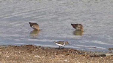 Suda beslenen bir çulluk ve dövüşen bir kuş görüntüsü..