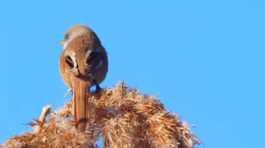 Vahşi yaşam, kuşlar. Sakallı sazlarla (Panurus biarmicus) kuşlar, böcekler ve sulak alanlarda yaşayan sazlıklar ile beslenirler..