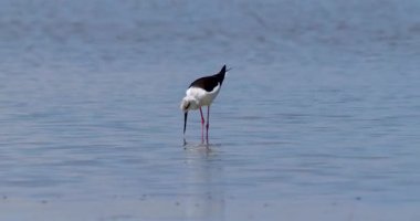 Vahşi yaşam, kuşlar. Kara kanatlı stilt (Himantopus himantopus) tatlı su bölgelerinde, göl kenarlarında ve deniz kıyısında yaşarlar. Böceklerle, kabuklularla, küçük balıklarla ve yumurtalarla beslenirler..