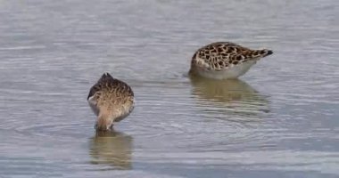 Vahşi yaşam, kuşlar. Ruff, tatlı su bataklıkları, nemli çayırlar, sığ su kıyıları onların yaşam alanları. Böcekler, sinekler, kabuklular, örümcekler, solucanlar, küçük balıklar besin zincirini oluşturur..