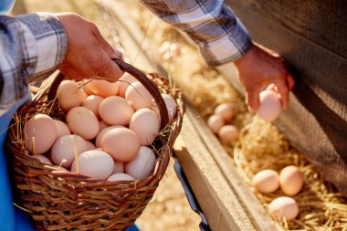 Çiftçi, eko kümes hayvanları çiftliğinde yumurta topluyor.
