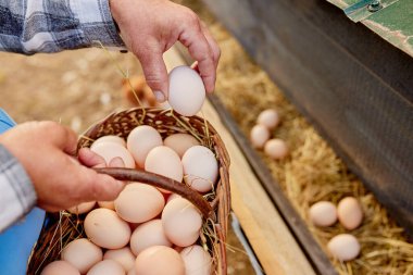 Çiftçi, eko kümes hayvanları çiftliğinde yumurta topluyor.