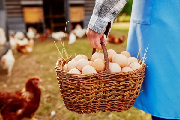 농장에서 계란과 염소를 — 스톡 사진