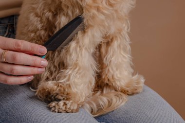 Kız evcil köpek yavrusu Maltipoo 'nun saçını tarıyor.