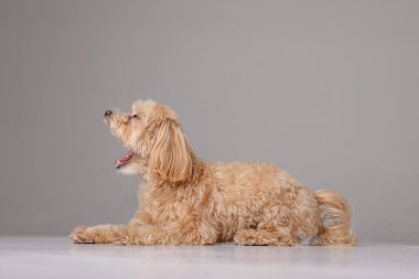 Boş beyaz arka planda Maltipoo köpek portresi, mutlu köpek konsepti