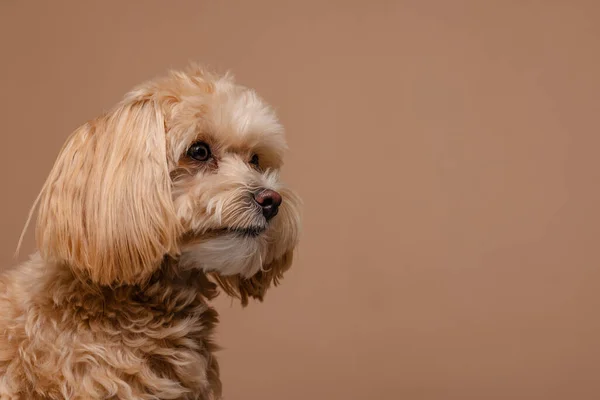 Maltipoo Πορτρέτο Σκυλιών Άδειο Μπεζ Φόντο Έννοια Χαρούμενα Σκυλιά — Φωτογραφία Αρχείου
