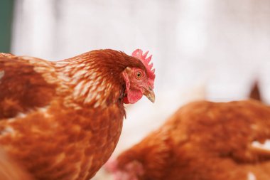 Tavuk, eko tavuk çiftliğinde yem ve tahıl yiyor.