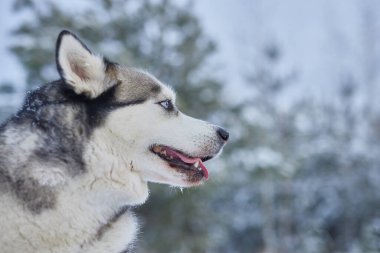 Kışın karda güzel bir Husky köpeğinin portresi, kışın karda bir köpeğin resmi.
