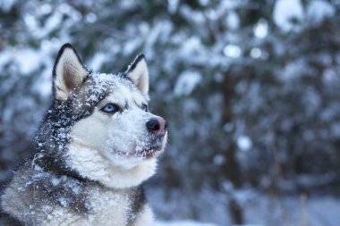 Kışın karda güzel bir Husky köpeğinin portresi, kışın karda bir köpeğin resmi.