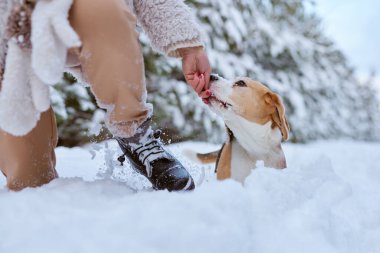 Kışın giysili kız kışın karda Beagle köpeğiyle oynar, kış tatili konsepti.
