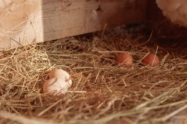 red laying hen hatching eggs in nest of straw inside a wooden chicken coop, free range chicken farm