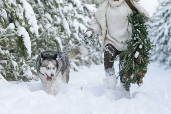 Perro Nieve Husky Nieve Fondo Del Bosque Bosque Nevado Perro — Foto de Stock