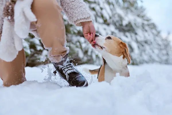 Chica Ropa Invierno Juega Con Perro Beagle Invierno Nieve Concepto — Foto de Stock