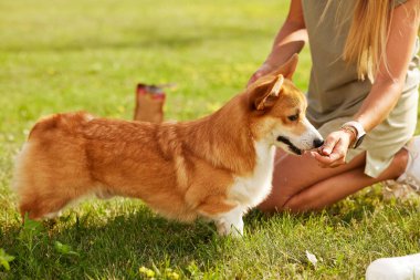 Genç kız güneşli havada parkta pembroke galsh corgi eğitiyor, mutlu köpek konsepti.