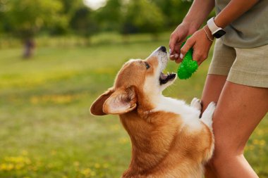 Genç kız güneşli havada parkta pembroke galsh corgi eğitiyor, mutlu köpek konsepti.