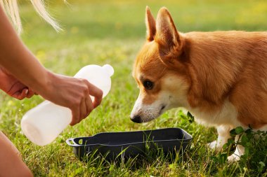 Corgi dog pembroke galsh corgi Yaz parkında su içer