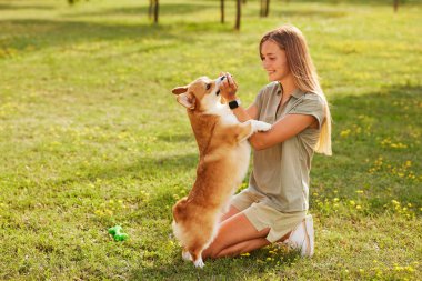 young girl trains pembroke welsh corgi in the park in sunny weather, happy dogs concept clipart