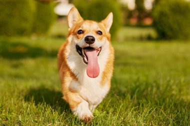 Corgi Dog Pembroke Welsh Corgi yaz parkında yürüyor.