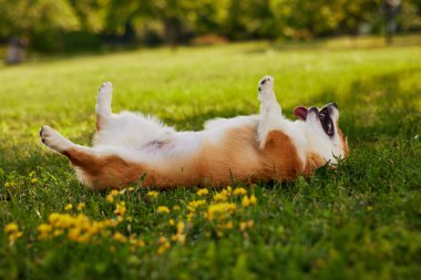 Corgi Dog Pembroke Welsh Corgi yaz parkında yürüyor.