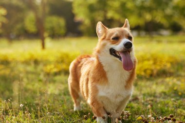 Corgi Dog Pembroke Welsh Corgi yaz parkında yürüyor.