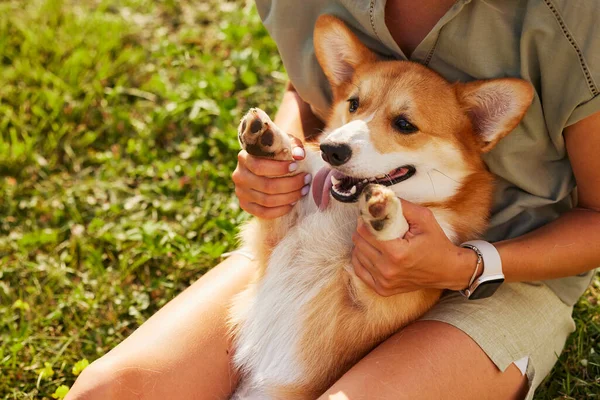 Genç bir kız neşeli ve komik bir Galli Corgi 'yi kollarında tutuyor. Güneşli bir havada, parkta. Mutlu köpek kavramı.