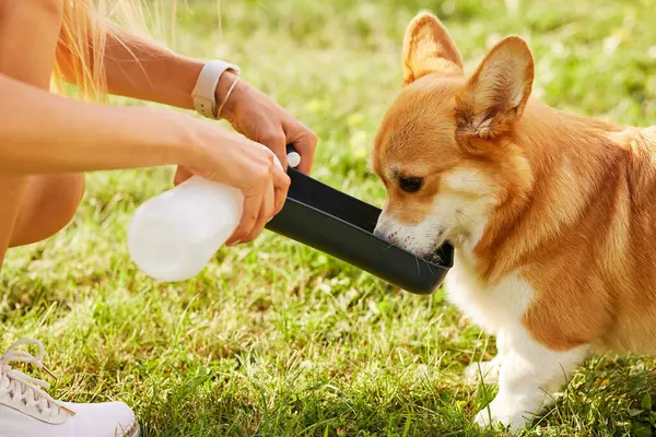 Corgi dog pembroke welsh corgi drinks water in a summer park