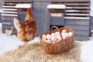 Tavuk çiftliğinin arka planında tavuk yumurtası ve tavuk çiftliği.