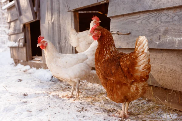chicken walking on an eco-poultry farm in winter, free-range chicken farm
