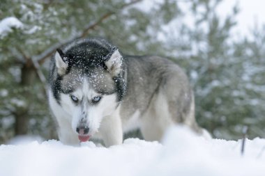 Kar köpeği Husky ormanın arka planında, karlı ormanda ve köpekte