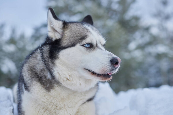 портрет красивой Хаски собаки в снегу зимой, собака в снегу зимой