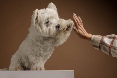 West Highland White Terrier köpeği sahibine pençe veriyor.